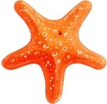 a pair of orange starfishs.jpg